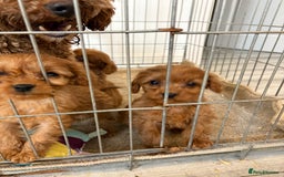 Cavapoo dogs for sale: Red Cavapoo puppies  - Image 12