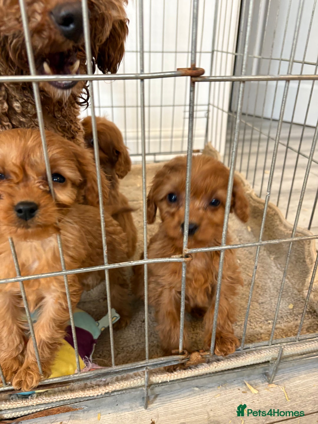 Cavapoo dogs for sale: Red Cavapoo puppies  - Image 12