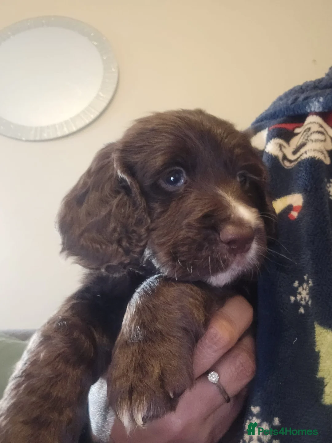 Cocker Spaniel dogs for sale: Cocker spaniel boy availble - Advert 4