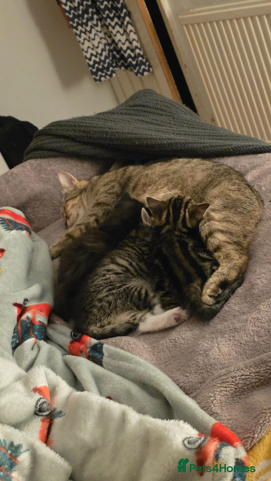 Mixed Breed cats for sale: Fluffy lady - Advert 7