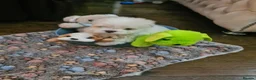 Maltese dogs for sale: EXQUISITE 5STAR TOY MINIATURE KOREAN MALTESE PUPPY - Advert 8