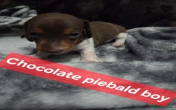 Miniature Dachshund dogs for sale: Miniature dachshund puppies KC Reg - Image 4