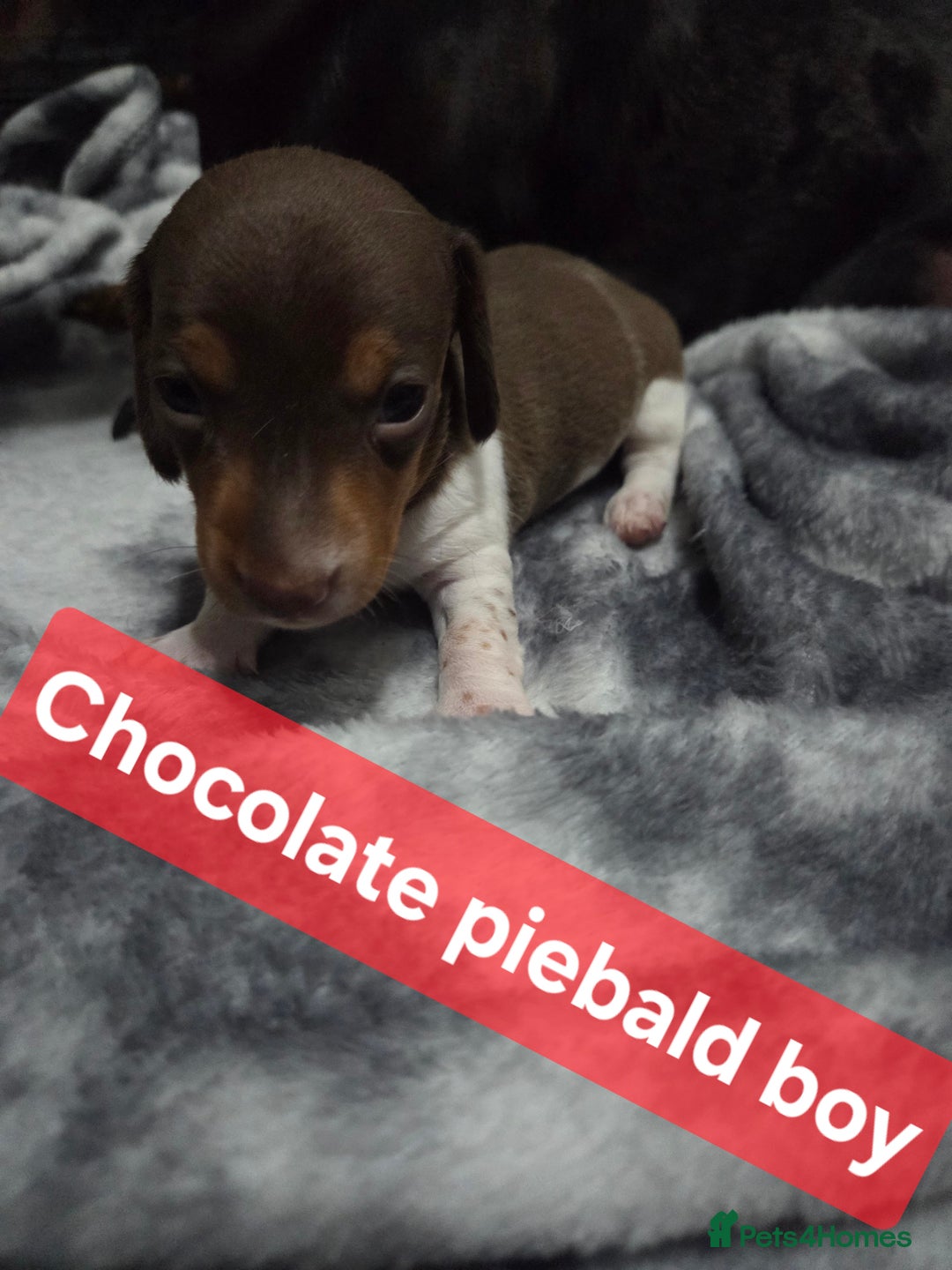 Miniature Dachshund dogs for sale: Miniature dachshund puppies KC Reg - Image 4