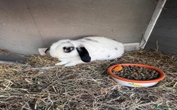 English Lop rabbits for sale: Ringo the English lop - Image 3