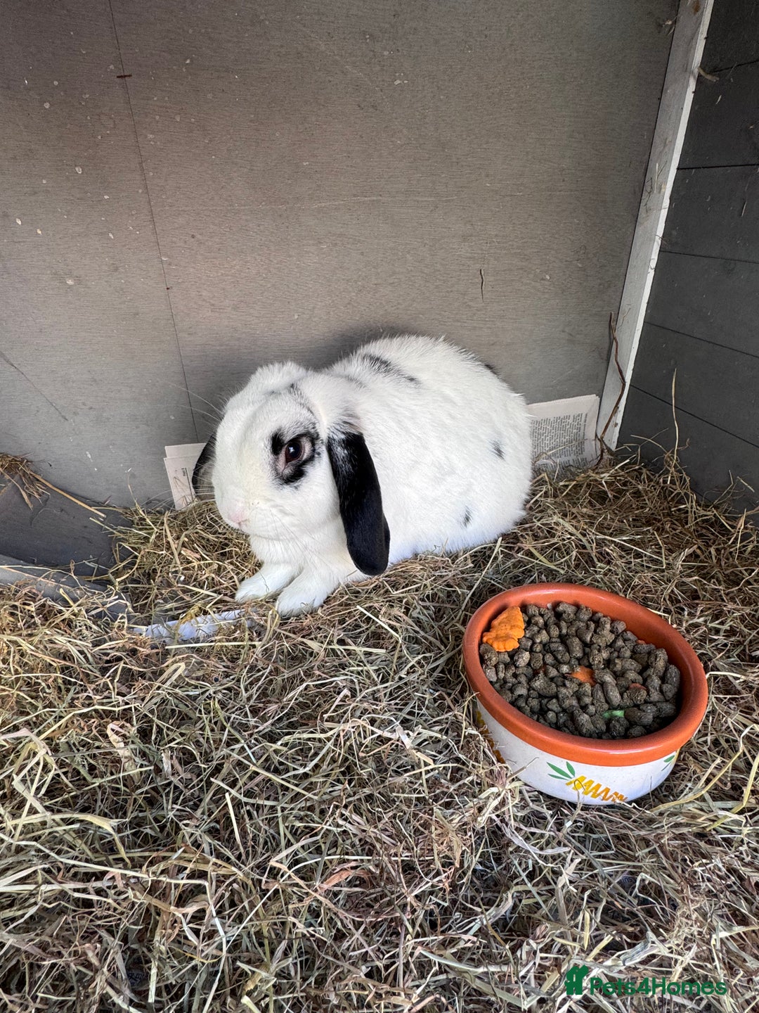 English Lop rabbits for sale: Ringo the English lop - Image 3