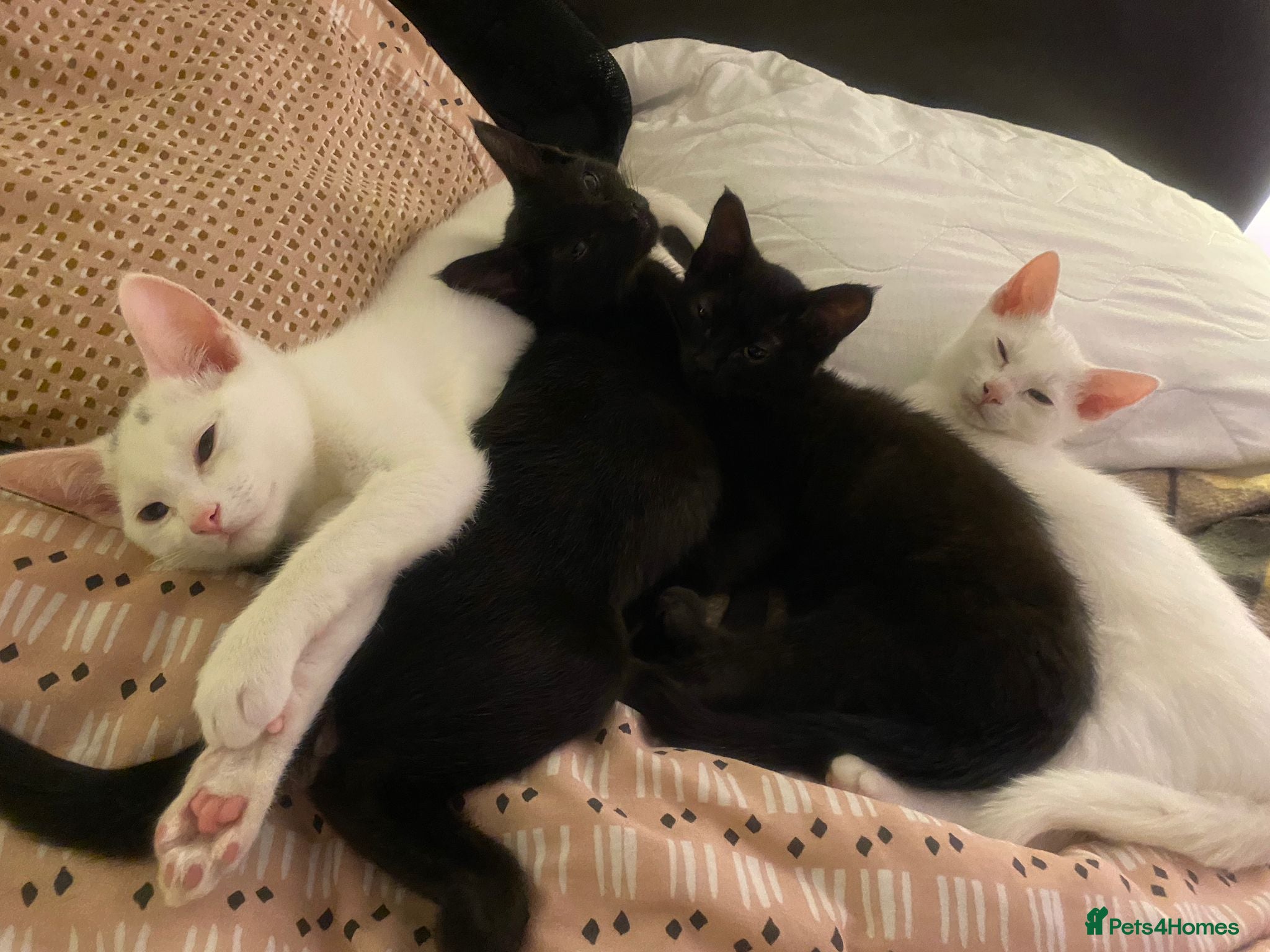 Siamese cats Siamese x Khao Manee &amp; RagDoll Kittens - Advert 9