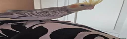 Cockatiels birds for sale: 2 Hand tame baby cockatiels available.  - Advert 3