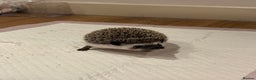 Pygmy Hedgehog rodents for sale: Male Black African Pygmy Hedgehog - Advert 6
