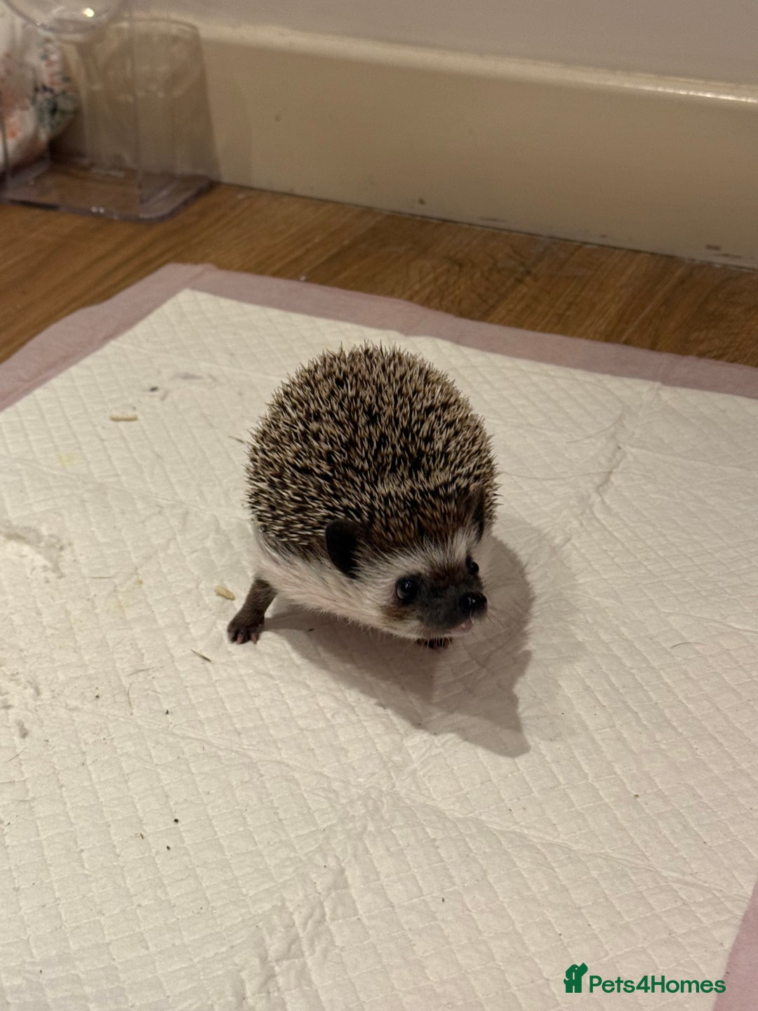 Pygmy Hedgehog rodents for sale: Male Black African Pygmy Hedgehog - Advert 6