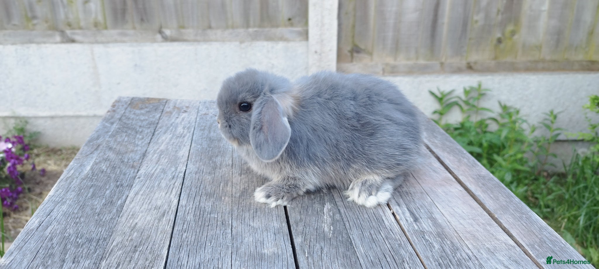 Mini Lop rabbits Mini lop bunnies ( Updated:22/05/26) - Advert 9