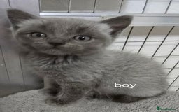 British Shorthair cats for sale: British short hair x ragdoll - Image 3