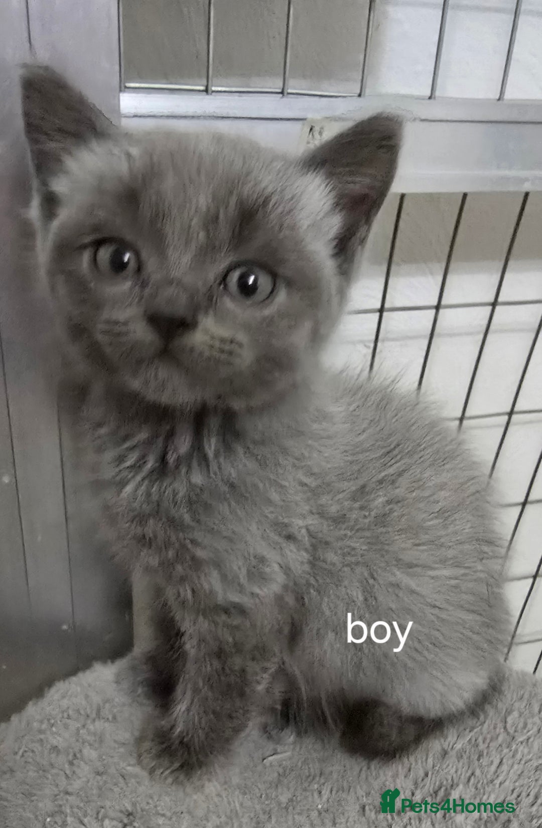 British Shorthair cats for sale: British short hair x ragdoll - Image 3
