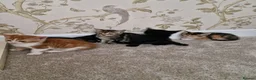 Mixed Breed cats for sale: Kittens Ready Now in Basildon - Advert 13