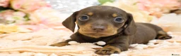 Miniature Dachshund dogs for sale: Miniature Dachshund Puppies - Advert 6