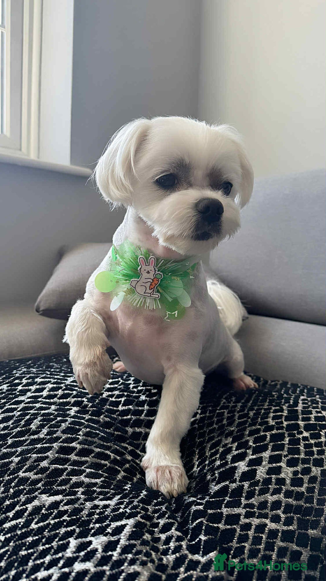 Maltese dogs for sale: Adult pedigree Maltese couple. KC registered. - Advert 5