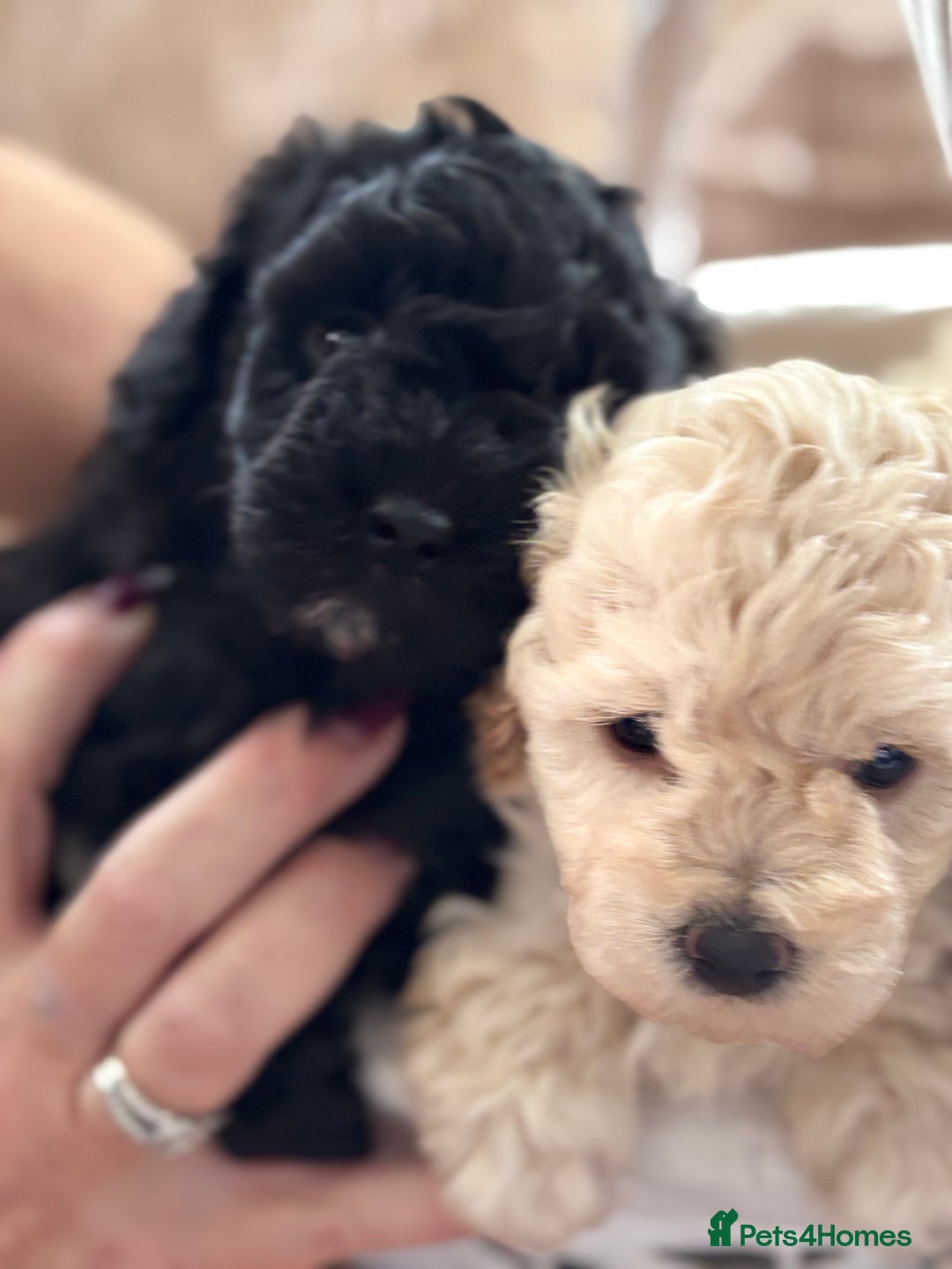 Poochon dogs for sale: Puppies for sale  - Advert 4