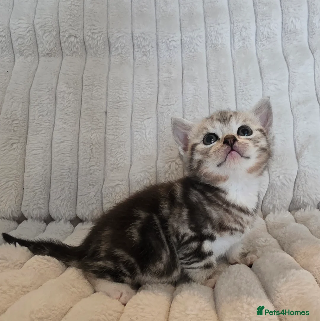 British Shorthair cats for sale: Beautiful British Shorthair Cross kittens  - Advert 2