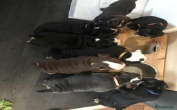 Olde English Bulldogge dogs for sale: Olde english bulldogge puppies  - Advert 17