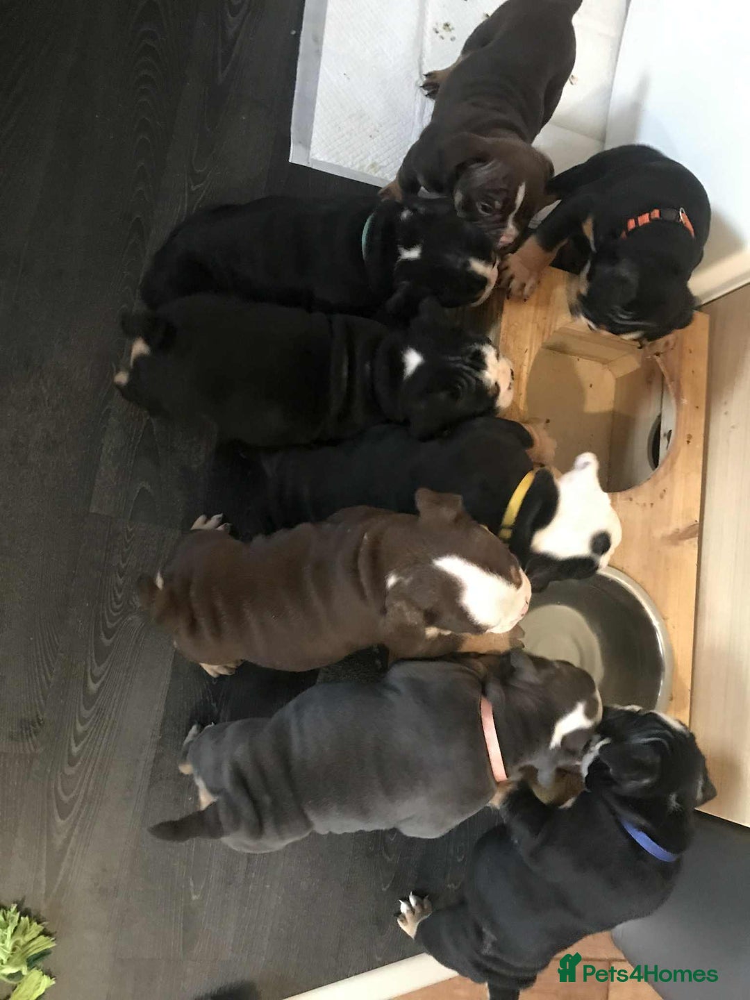 Olde English Bulldogge dogs for sale: Olde english bulldogge puppies  - Advert 17