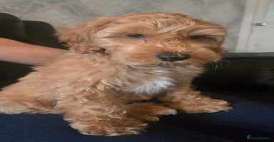 Australian Labradoodle dogs in Leicester - Advert 9