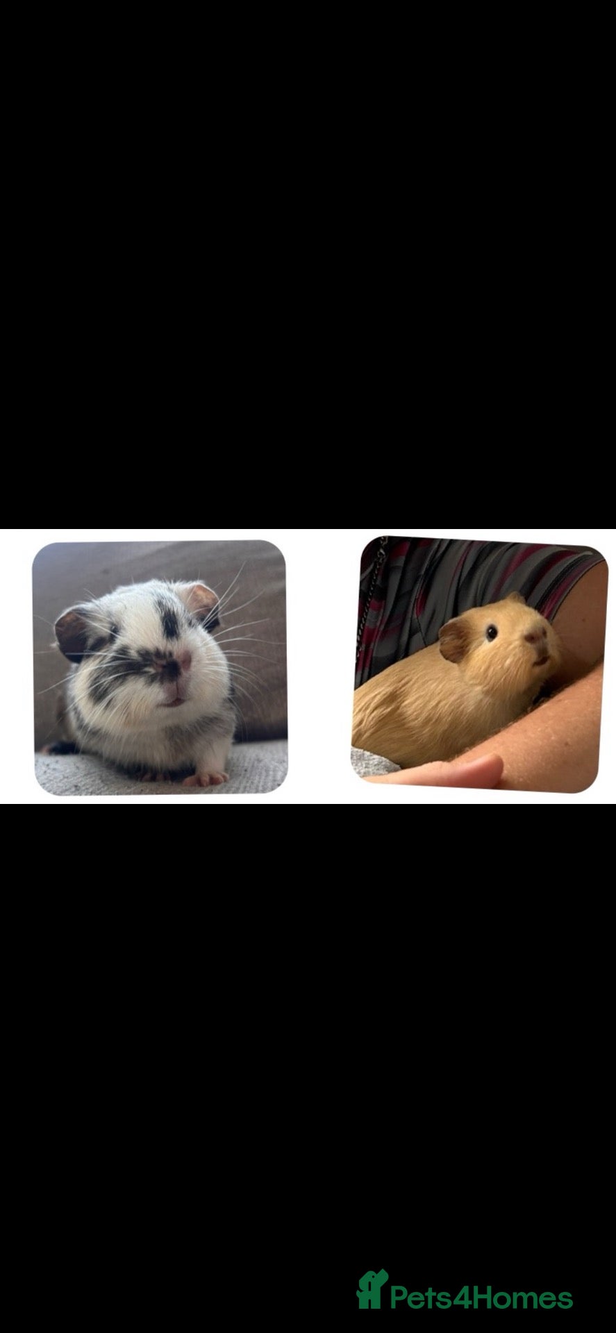 Guinea Pig rodents PIGGIES  - Advert 3