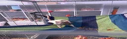 Rat rodents for sale: Male rats - Advert 5