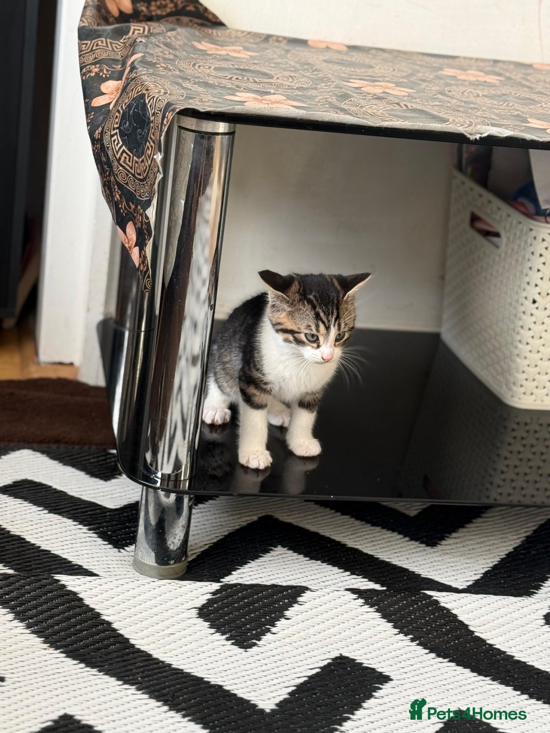 Mixed Breed cats for sale: Kittens - Advert 5