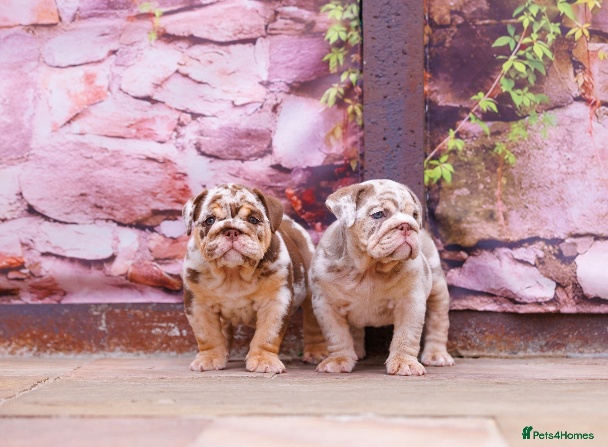 English Bulldog dogs Top Tier English Bulldogs READY NOW!! - Advert 1