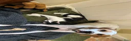 Mixed Breed cats for sale: Brother and sister , affectionate pair  - Advert 2