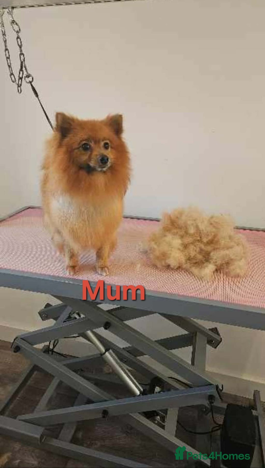 Mixed Breed dogs for sale: Yorkie Pom's for sale - Advert 6