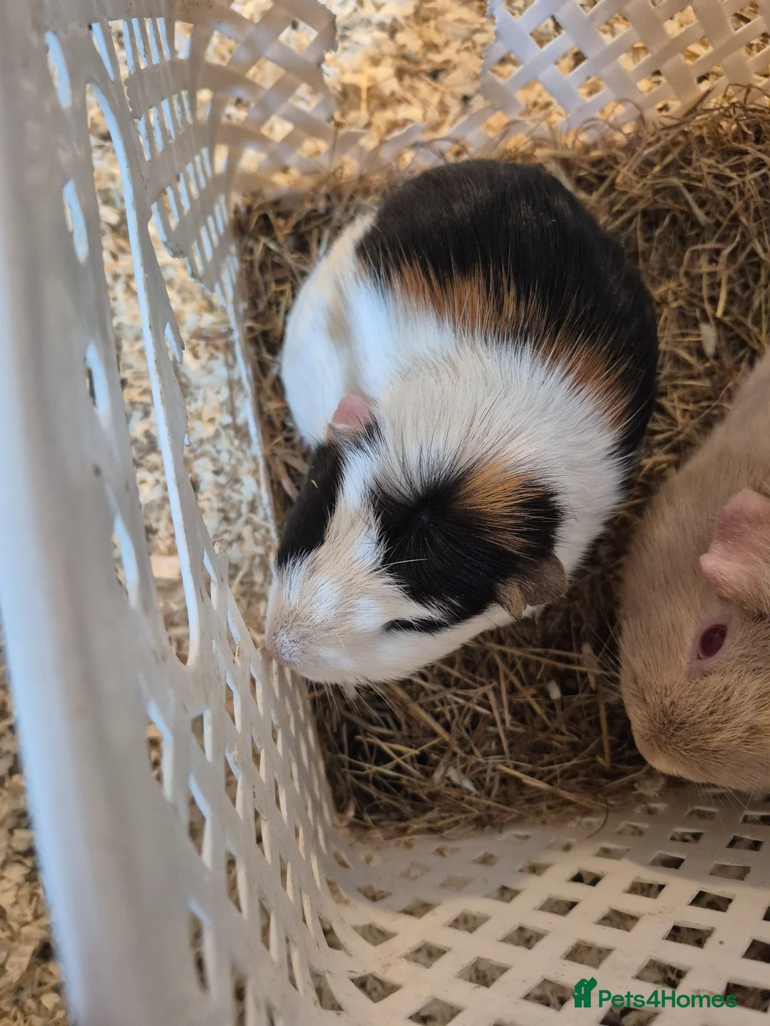 Guinea Pig rodents for sale: Sows for sale can deliver  - Advert 4