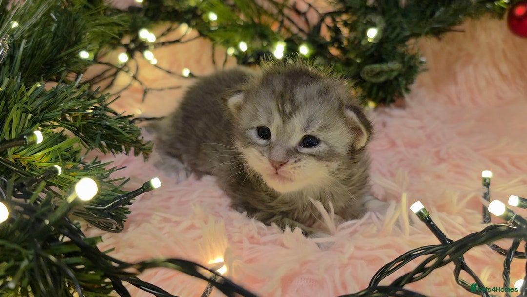 Maine Coon cats for sale: One beautiful tica female maine coon kitten left - Advert 17