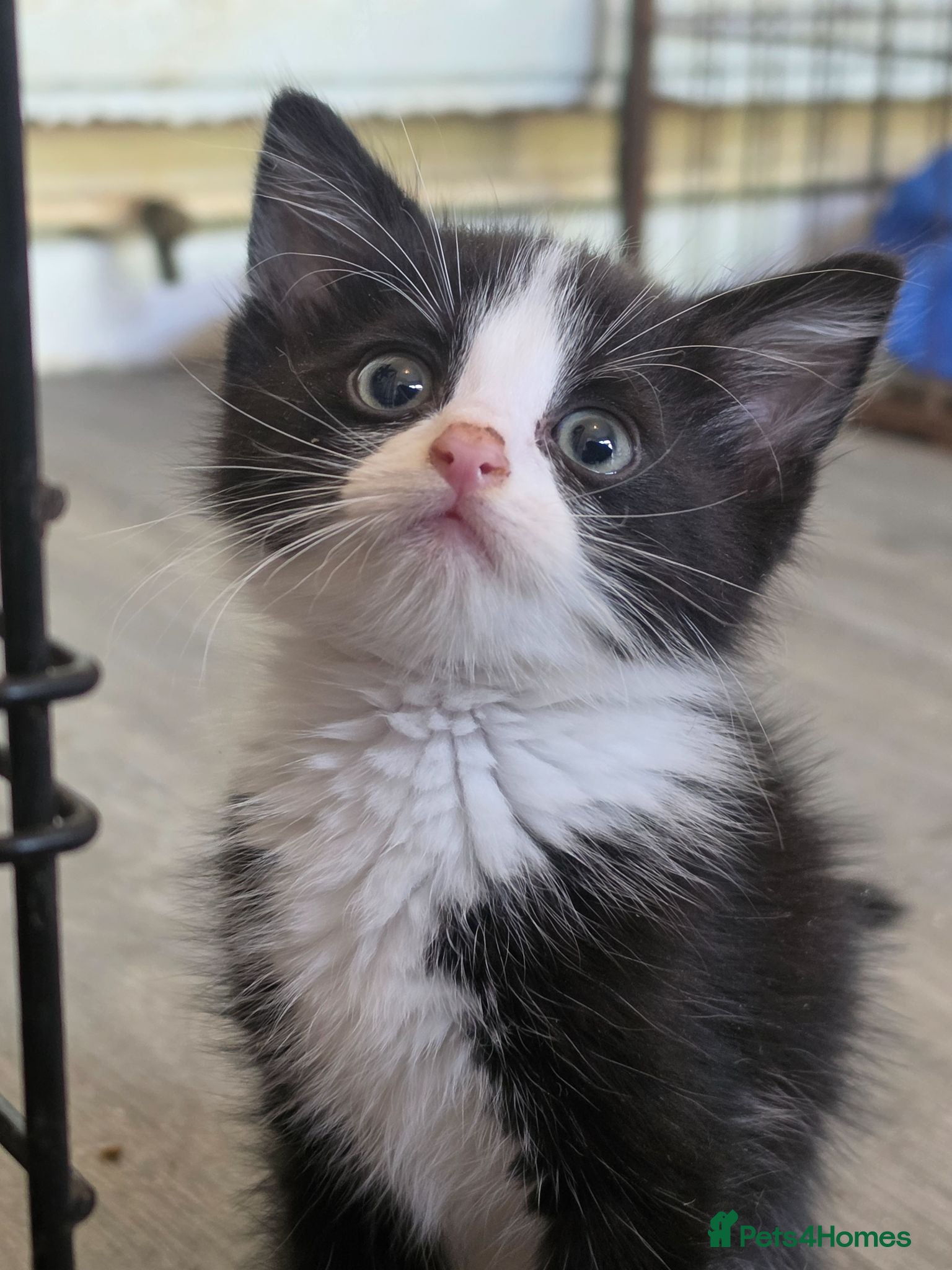 Mixed Breed cats Ragdoll x blue russian kittens - Advert 2