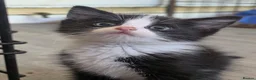 Mixed Breed cats for sale: Ragdoll x blue russian kittens - Advert 1