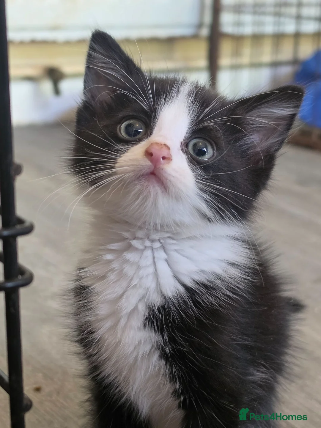 Mixed Breed cats for sale: Ragdoll x blue russian kittens - Advert 1