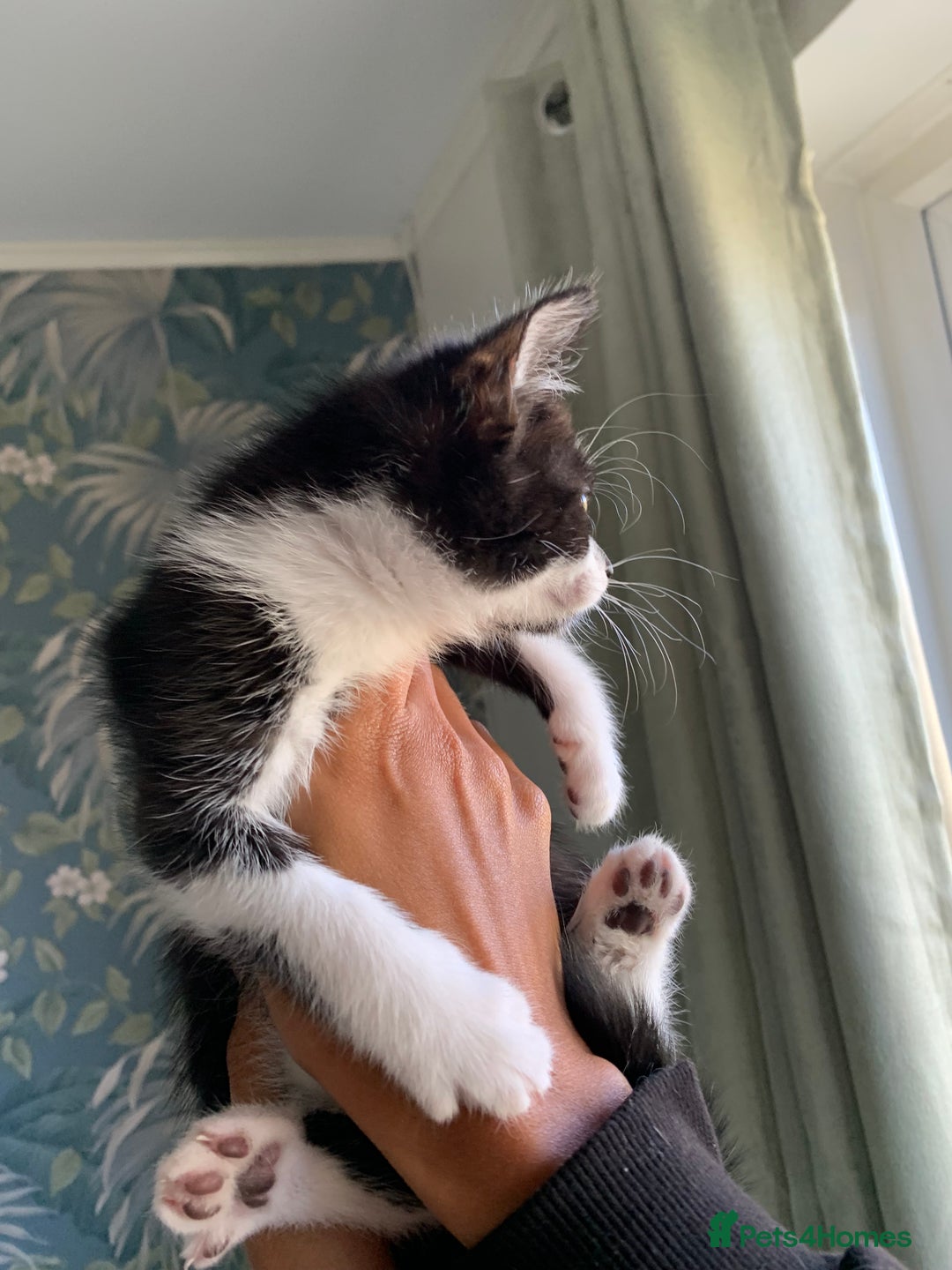 Mixed Breed cats for sale: 6 gorgeous kittens😍Ready Now - Image 10