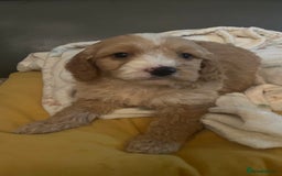 Cockapoo dogs for sale: 5 beautiful F1 cockerpoos  - Image 15