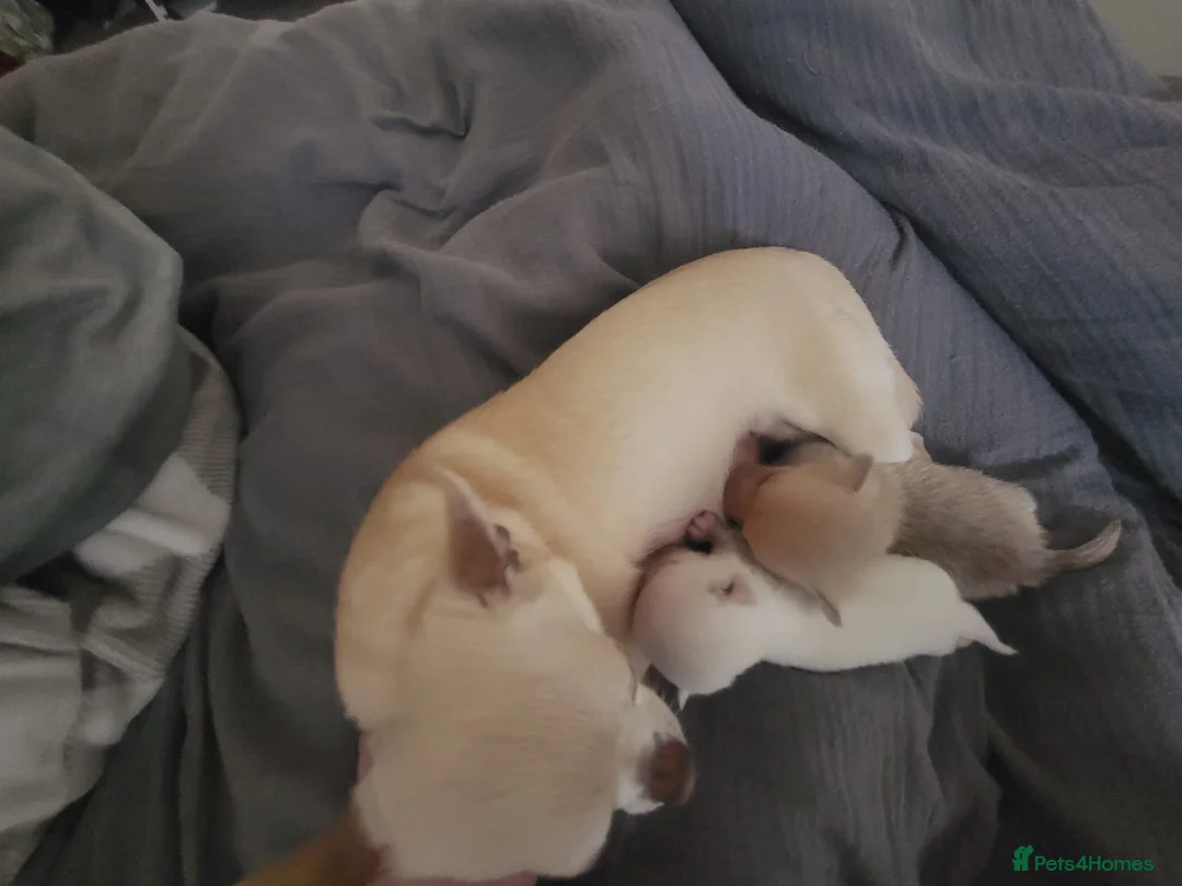 Chihuahua dogs for sale:  **  chihuahuas 2 tiny boys available   - Advert 12