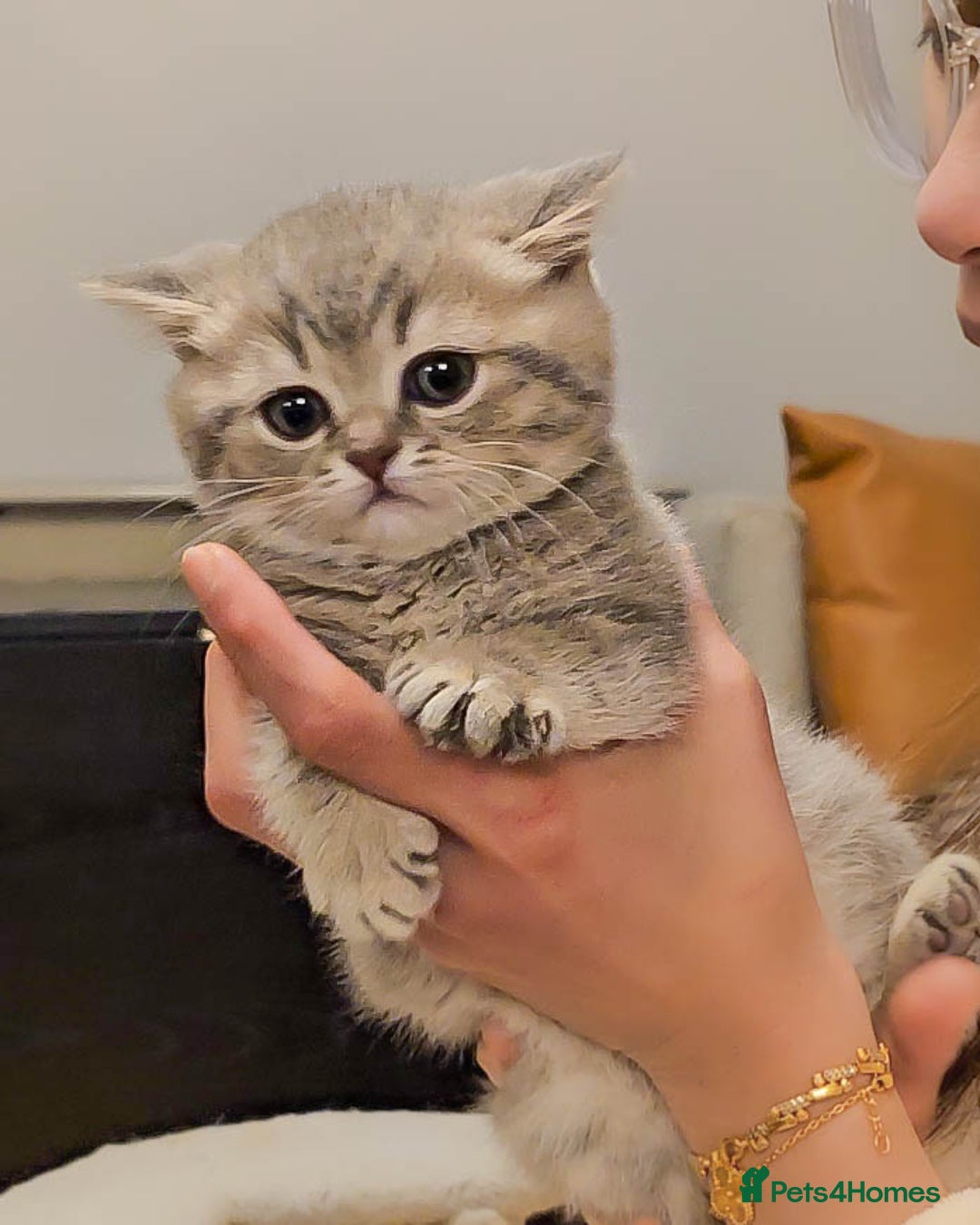 British Shorthair cats for sale: Adorable Kittens Ready For New Home - Advert 11