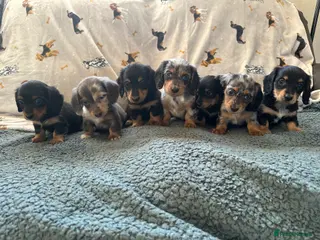 Miniature Dachshund dogs Longhairded mini dachshunds £1500 - Advert 14