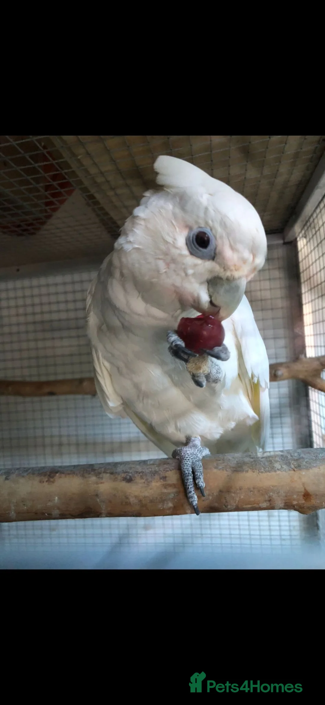 Cockatoo birds for sale: Ducorps cockatoo female in Saltash - Advert 2