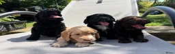Cockapoo dogs for sale: Cockapoo puppies for sale - Advert 9
