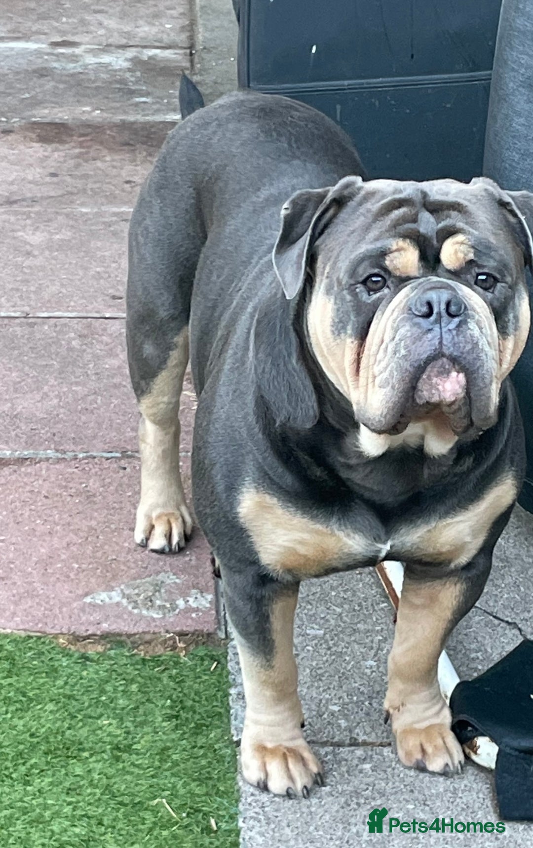 Olde English Bulldogge dogs for stud: Fluffy carrier health tested proven male - Advert 2