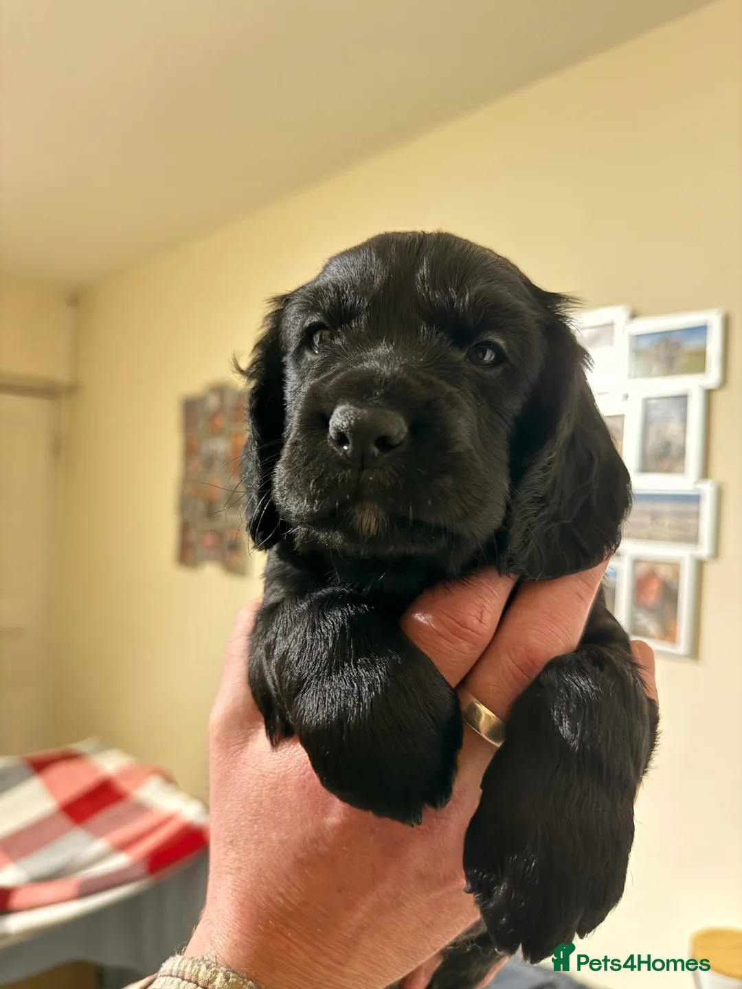 Cocker Spaniel dogs for sale: Working cocker spaniels - Advert 12