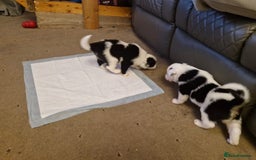Border Collie dogs for sale: 2 X male border collie pups for sale - Image 10