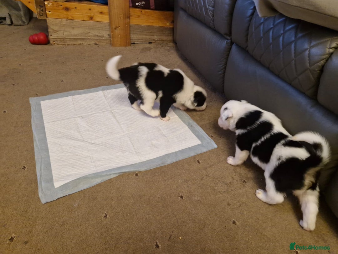 Border Collie dogs for sale: 2 X male border collie pups for sale - Image 10