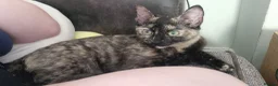 Mixed Breed cats for sale: X2 girl cats  - Advert 5