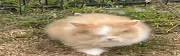 Lionhead rabbits for sale: Pure Lionhead bunnies  - Advert 7