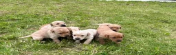 Labrador Retriever dogs for sale: Beautiful Litter of Labrador Puppies - Advert 3