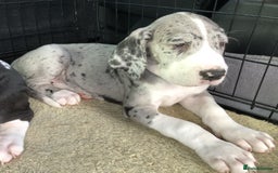 Great Dane dogs for sale: Damarkann Great Dane Puppies - Image 7